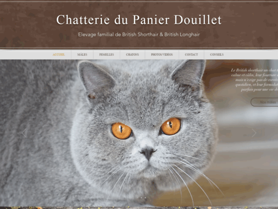 Détails : Elevage de chats British Shorthair