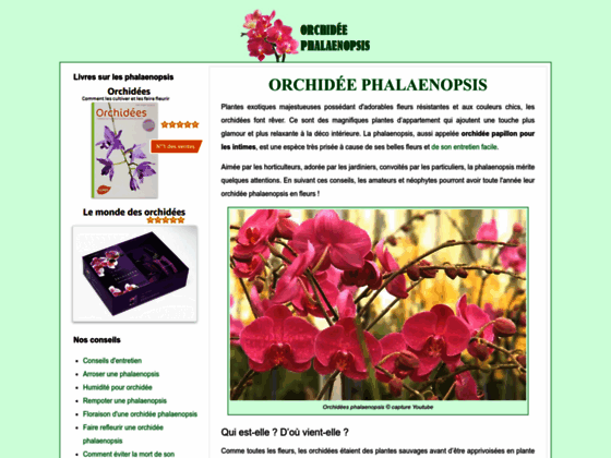 image du site http://www.orchidee-phalaenopsis.eu/