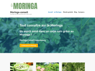 le-moringa-c-est-quoi-tout-savoir-sur-le-moringa-oleifera