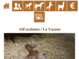 Alif Arabians