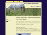 Elevage des Tr�fles, poneys connemara