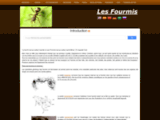 Les Fourmis - The Ants