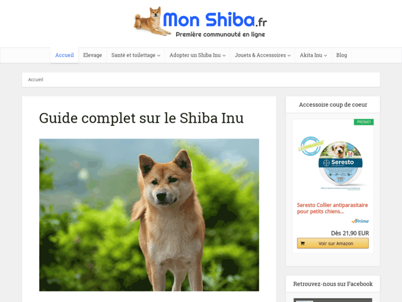 Le guide complet sur le Shiba Inu
