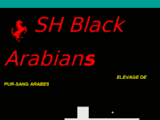 Bienvenue sur SH Black Arabians