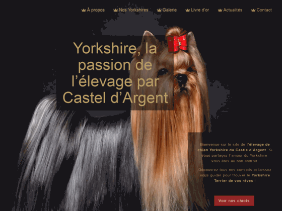 Yorkshire du Castel d'argent - Eleveur de yorkshire terrier - Vente de chiots