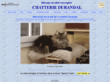 norvegien - chat norvegien Chatterie Durandal