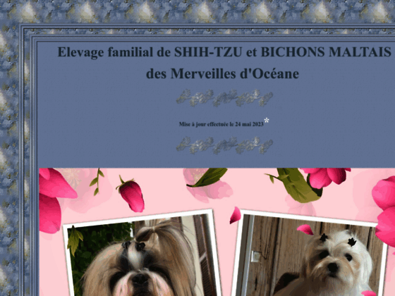 Elevage familial de Shih-tzu dans le Loiret (45)