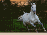 Elevage du Real : chevaux lusitaniens - montfrin - gard