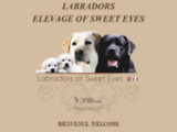 labradors of sweet eyes