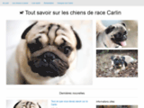 Mon Carlin - Site d'information sur le chien et chiot carlin