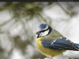 Oiseaux de France : la passion de l'ornithologie et de la photographie