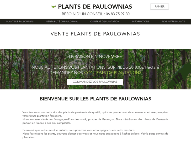 Tout savoir sur les plants de Paulownia 