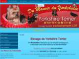 Elevage Yorkshire Terrier, guide pour bien entretenir  votre yorkshire terrier