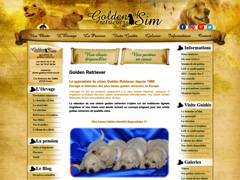 Golden Retrievers of Sim, élevage et vente de chiens racés